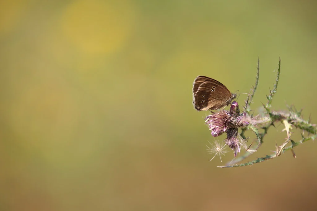 another good reason keep your thistles