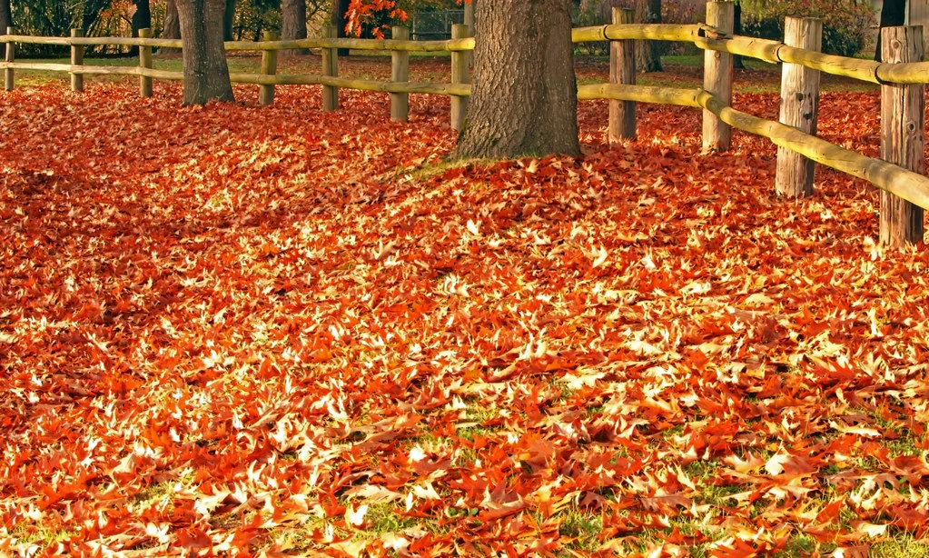 fall back