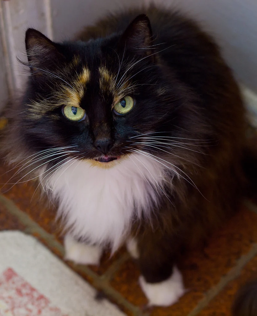 gracie desperately needs a home!