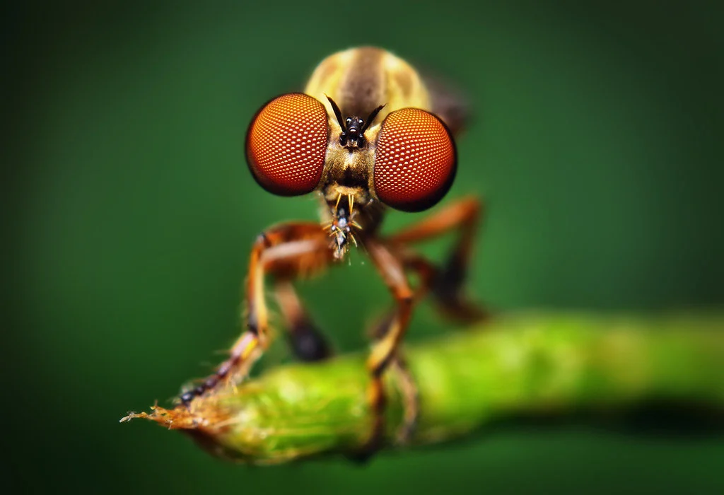robber fly (holcocephala fusca)