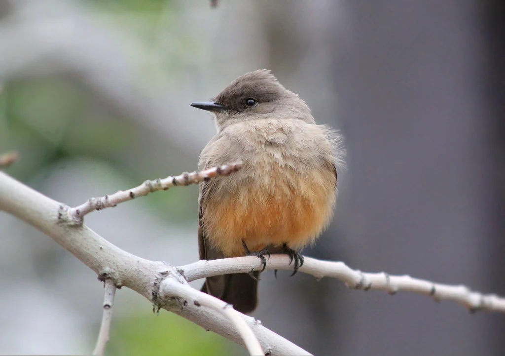 say's phoebe 2