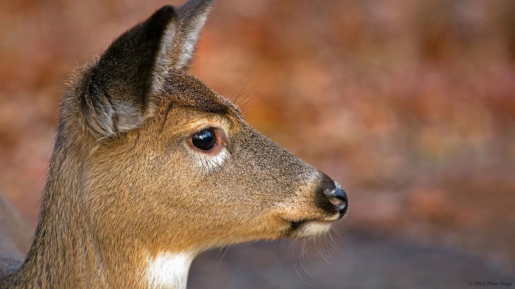 a white tailed doe