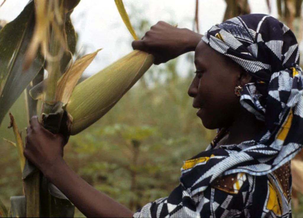woman harvesting high yielding maize variety in her farm