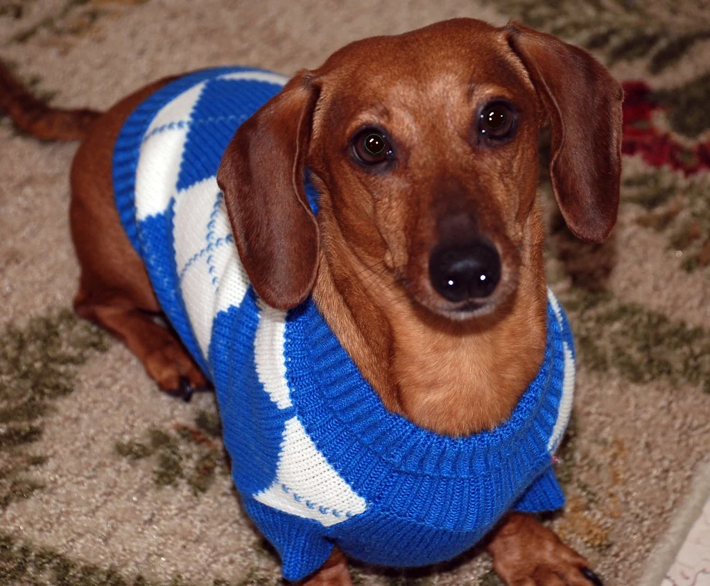 dachshund wearing dog sweater